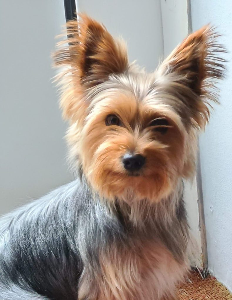 Max, my first Yorkshire Terrier, at home in the UK