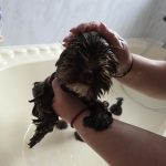 Bath time bravery — one determined little face under the water. 🐾