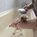 A good scrub and a very unimpressed expression — bath day classic.