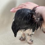 Soap, suds, and a whole lot of patience (mostly from us).
