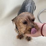 The tiniest tongue-out protest against bath time. 🐾