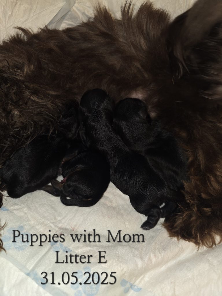"Szczenięta Colourful Yorkies Kennel Yorkshire Terrier maj 2025" />
