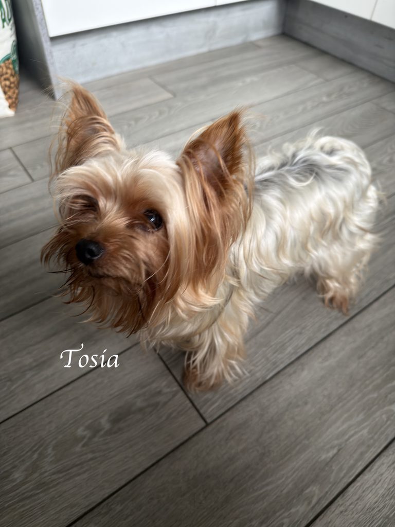 Tosia, silver Yorkshire Terrier, close-up portrait