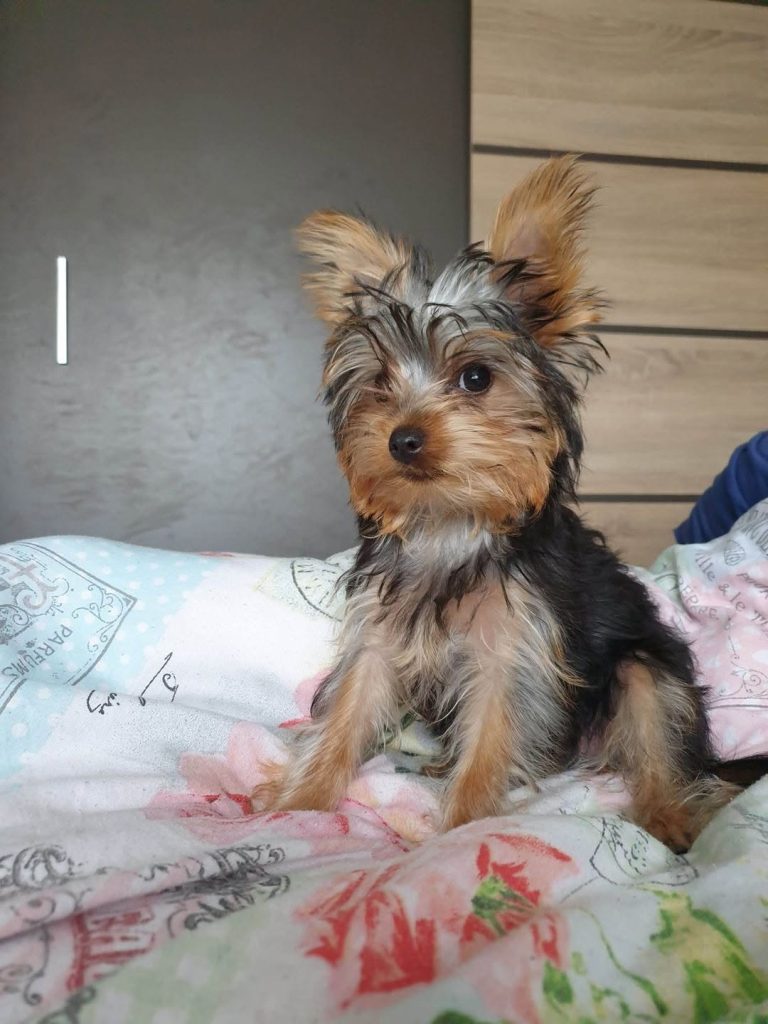 Tosi 4 month old