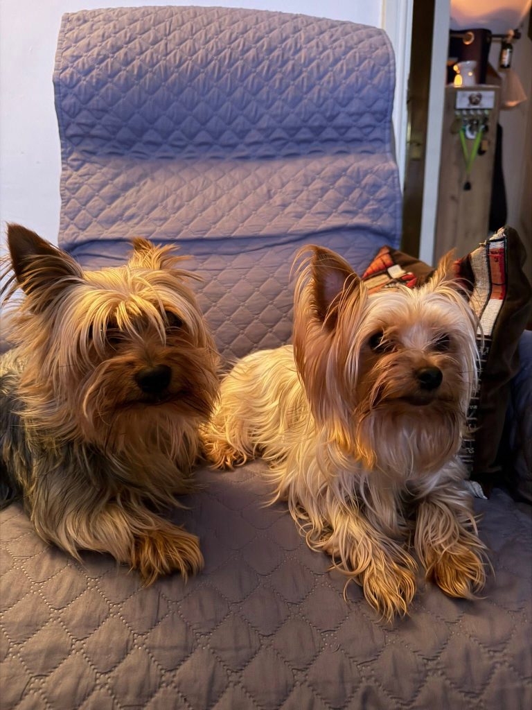 Max and Tosia, our Yorkshire Terriers, resting together